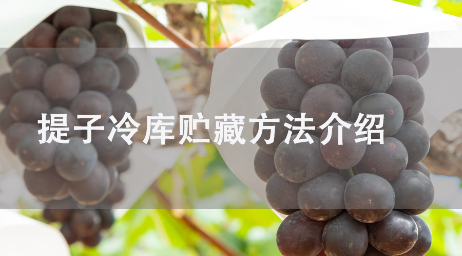 提子冷庫(kù)保鮮方法詳